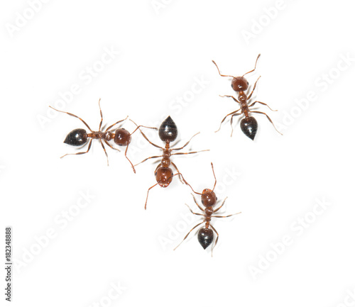 ants on white background © studybos
