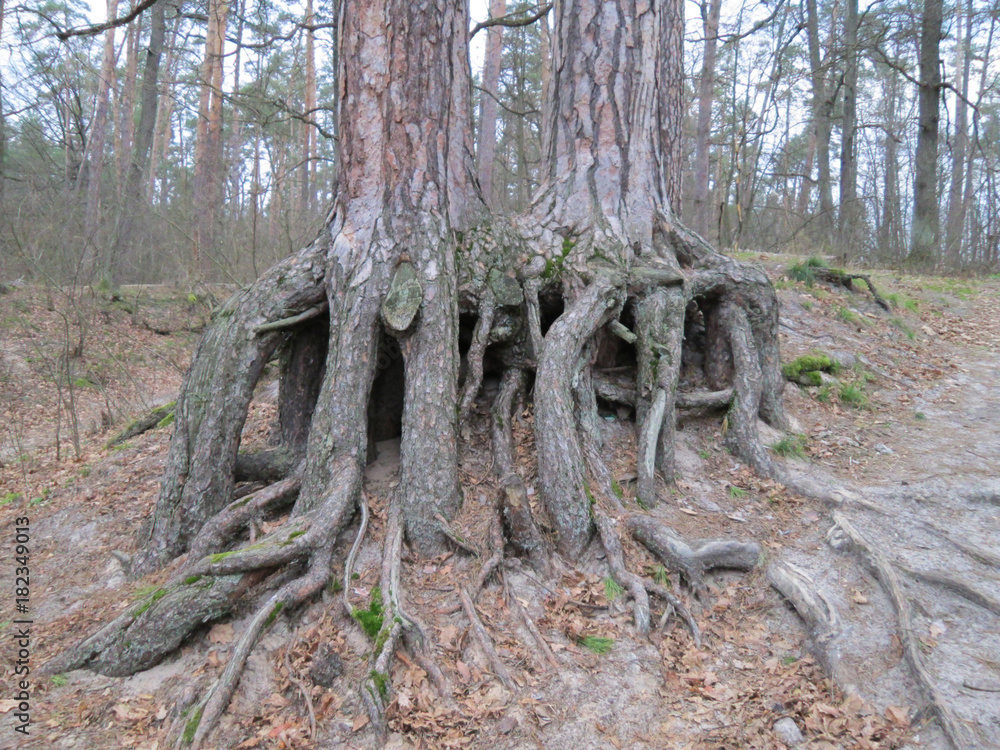 Regeneration of pine roots into th trunks Regeneration of pine roots into th trunks