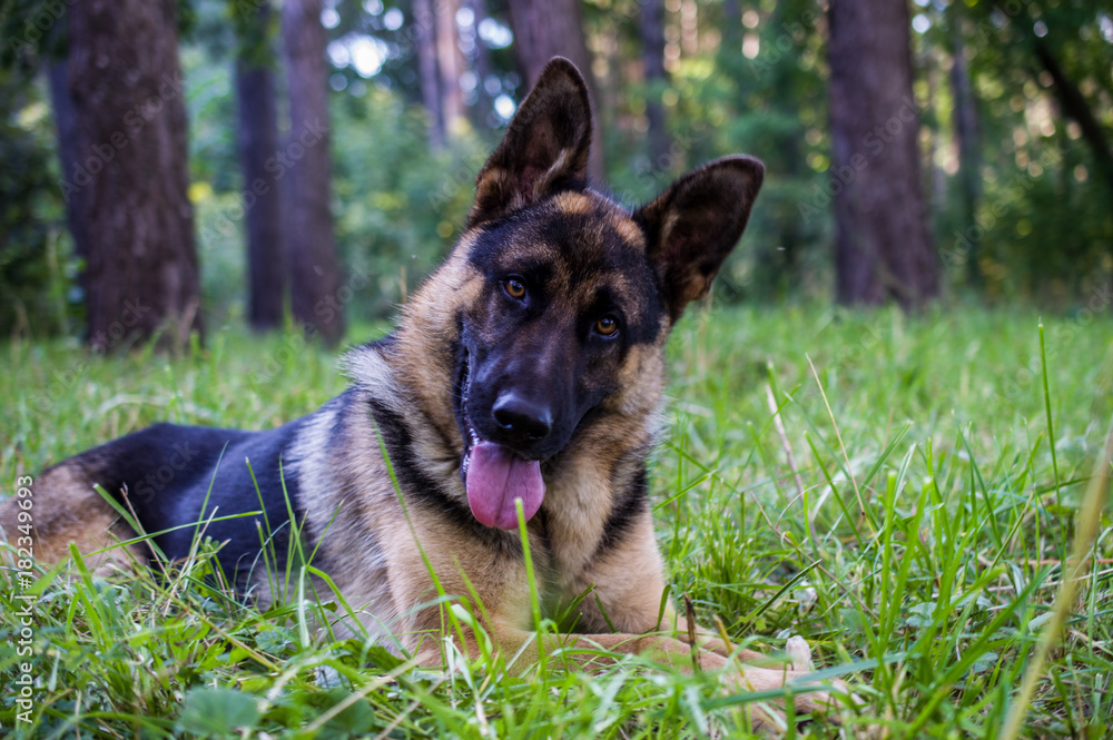 young german shepherd sitting on the grass in the park
