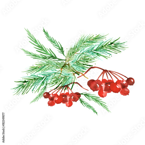 Branch of spruce, pine, cedar tree and a branch of mountain ash. Painted in watercolor, hand-drawn graphics. On a white background. For postcards, logos, your design. Christmas illustration.