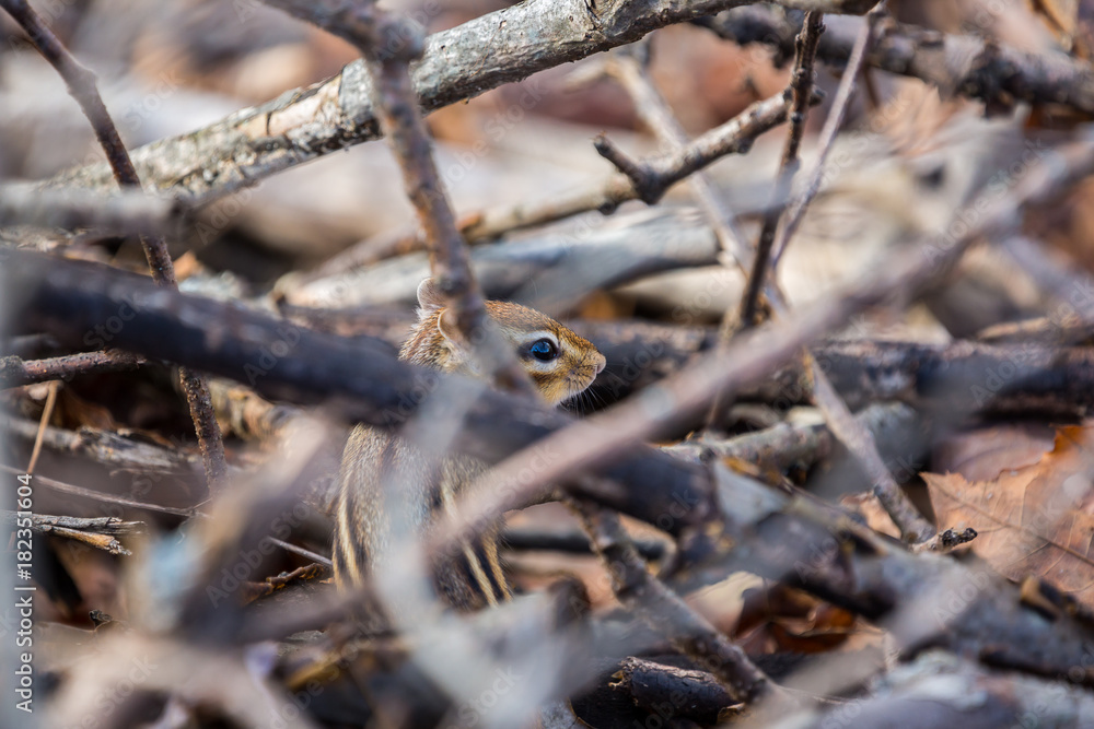 Chipmunk Hiding Chipmunk Hiding