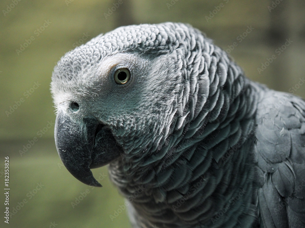 Portrait of a gray parrot Portrait of a gray parrot