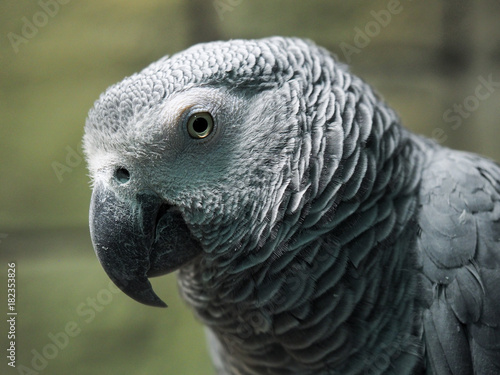 Portrait of a gray parrot