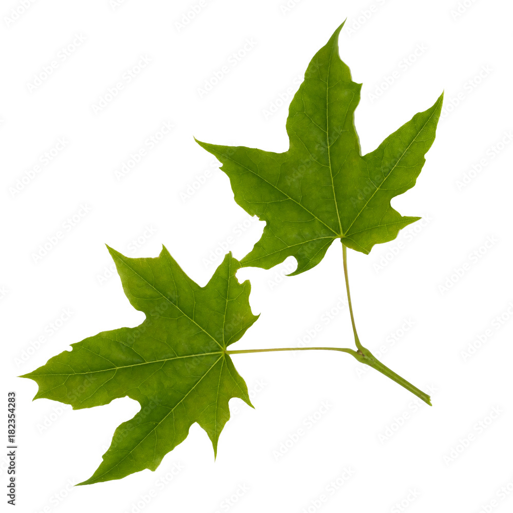 two isolated young maple leaves two isolated young maple leaves