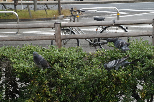 Birds in Pedestrian