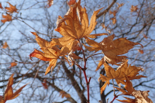 Brown Leaves