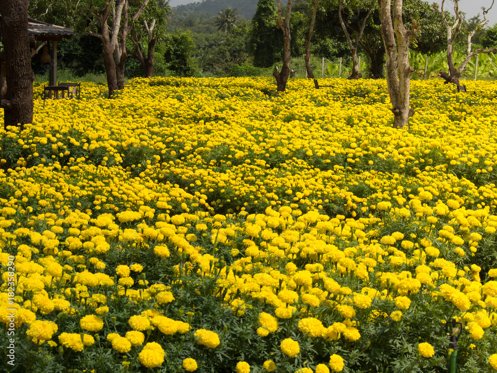 Obraz premium Marigolds field in the park 