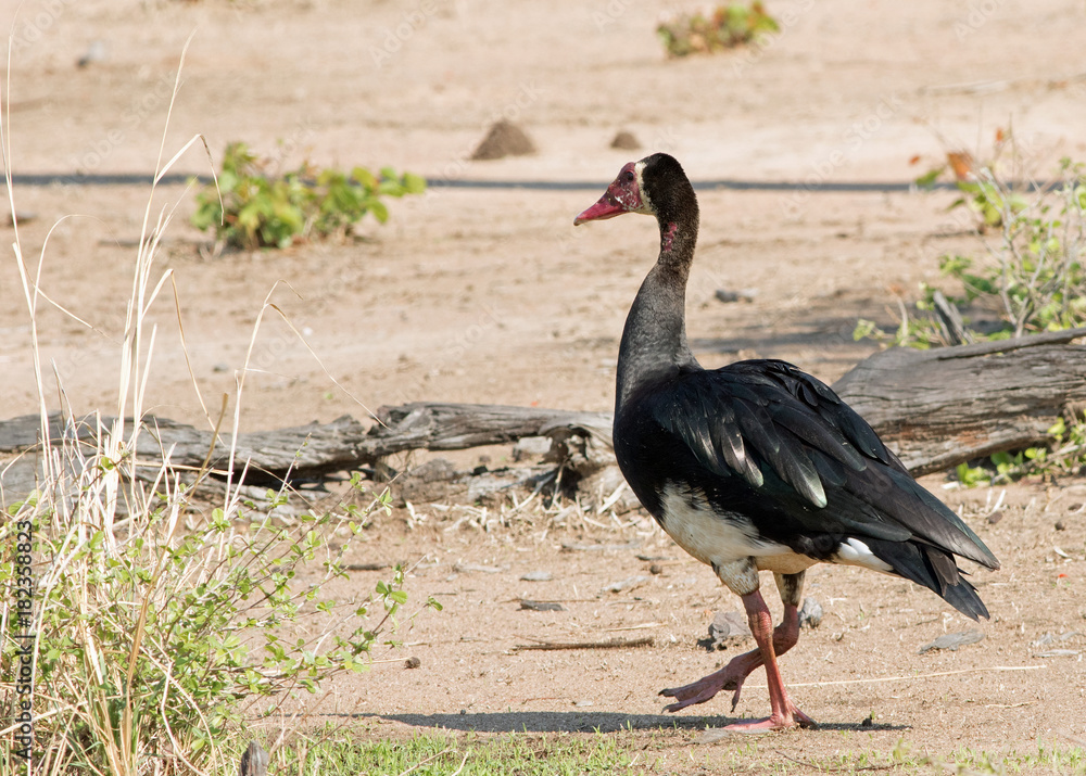Fototapeta premium Spur winged goose (Plectropterus gambensis) walking on the open plains in South Luangwa National Park, Zambia