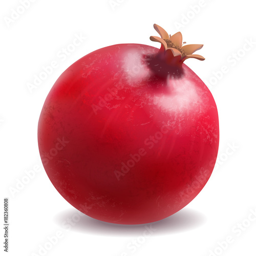 Pomegranate or garnet realistic vector illustration