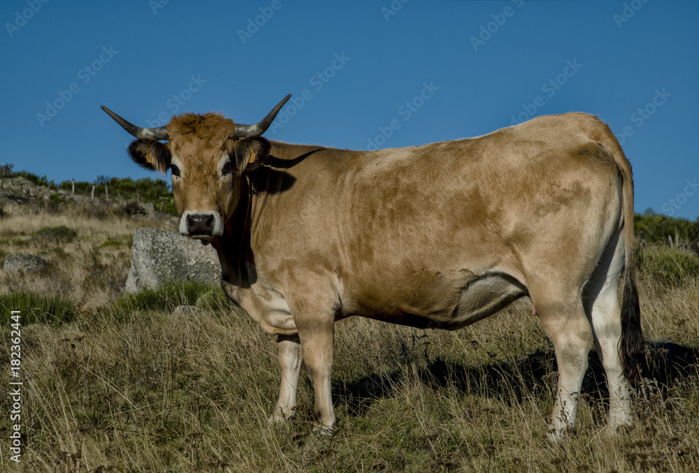 Vache aubracoise à Recoules-d'Aubrac, Lozère, France Vache aubracoise à Recoules-d'Aubrac, Lozère, France
