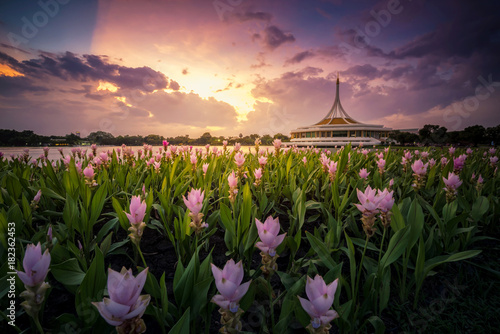 Natural Siam Tulips blooming at Suan Luang Rama IX bangkok thailand photo