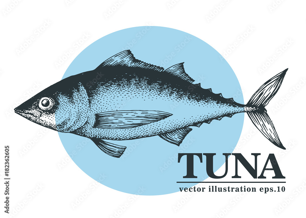 Hand drawn sketch seafood vector vintage illustration of tuna fish. Can