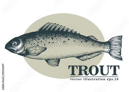 Hand drawn sketch seafood vector vintage illustration of trout fish. Can be use for menu or packaging design. Engraved style. Vintage salmon illustration.