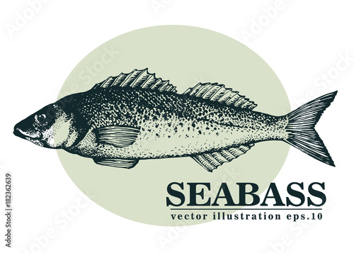 Hand drawn sketch seafood vector vintage illustration of seabass fish. Can be use for menu or packaging design. Engraved style. Vintage illustration.