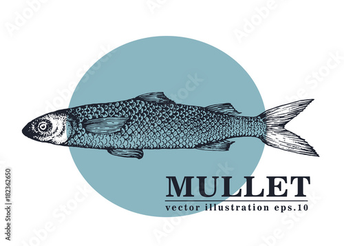 Hand drawn sketch seafood vector vintage illustration of mullet fish. Can be use for menu or packaging design. Engraved style. Vintage illustration.