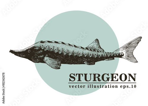 Hand drawn sketch seafood vector vintage illustration of sturgeon fish. Can be use for menu or packaging design. Engraved style. Vintage illustration.