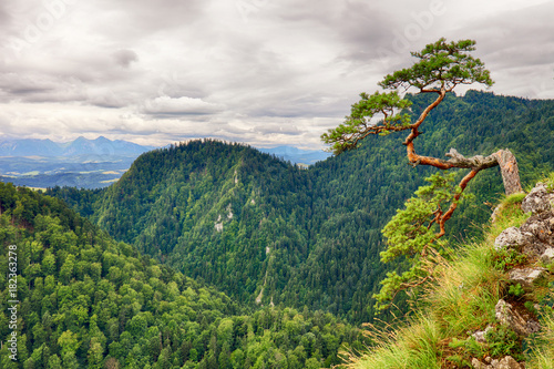 Dwarf pine tree on Sokolica peak, Pieniny, Poland