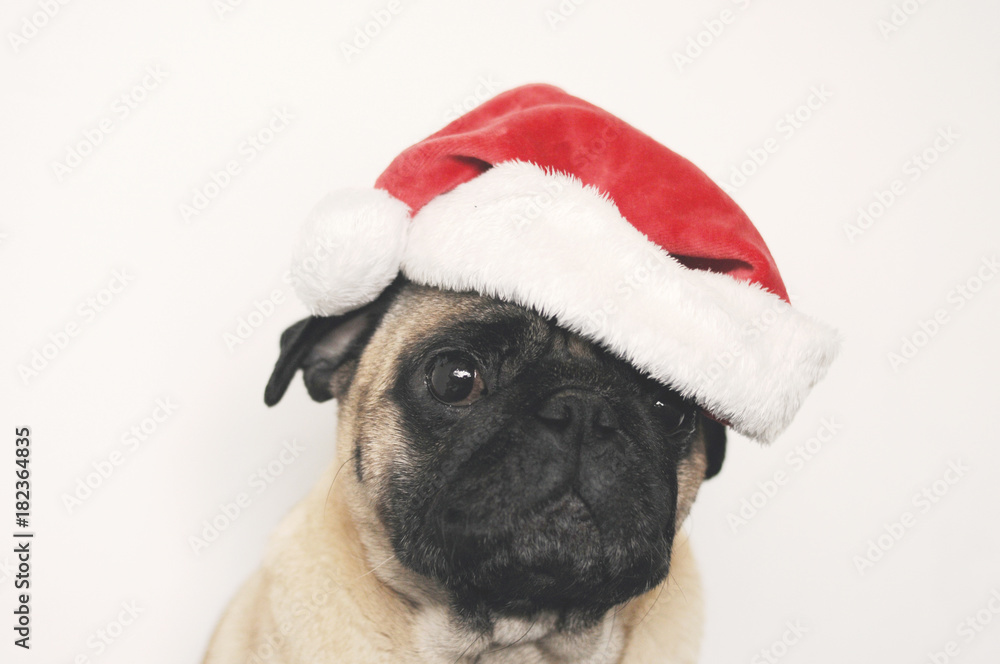 Pug in Christmas hat - a postcard template