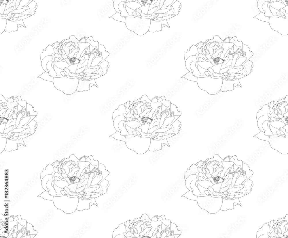 Peony on White Background Peony on White Background