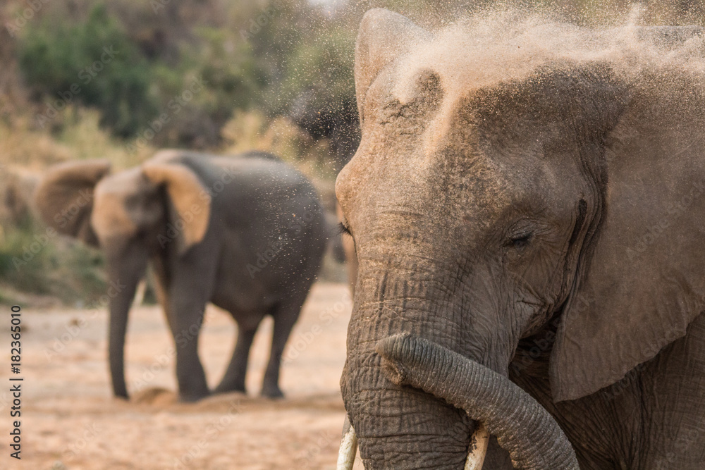 Fototapeta premium Elephant_10