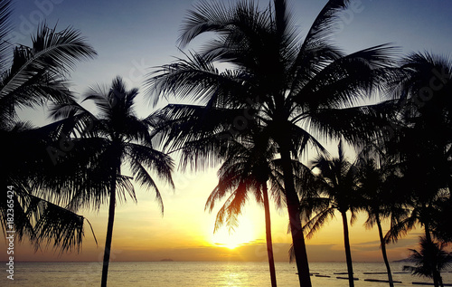 Detail of coconut trees with soft light background or vintage style.  