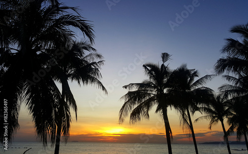 Detail of coconut trees with soft light background or vintage style. 