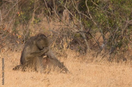 Plakat w ramie baboon_1