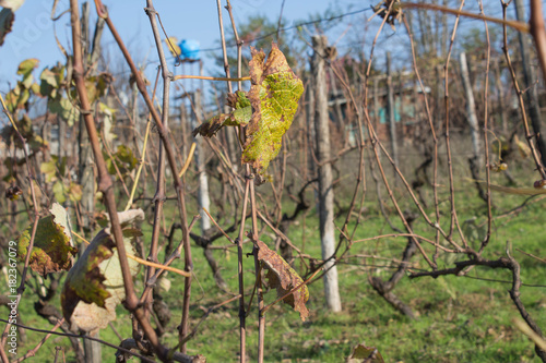 vineyard valley, fruit plant, farming nature, fall foliage, autumnal grapes branch