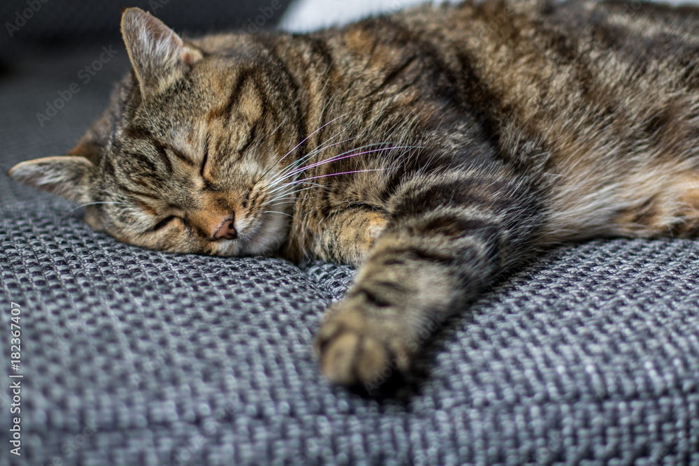 Hauskatze mit geschlossenen Augen ruht auf Couch