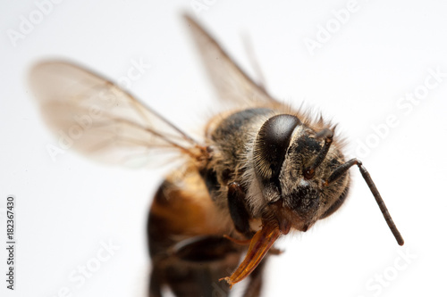 Macro bee dead white background © jitpitak
