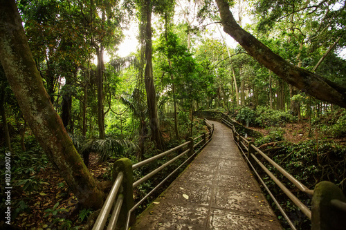 Path in money forest in Ubud on Bali, Indonesia