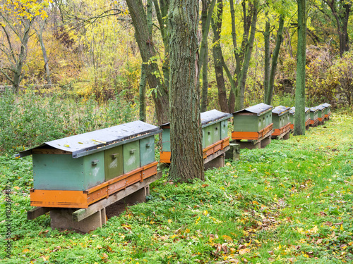 Bienenkasten im Wald photo