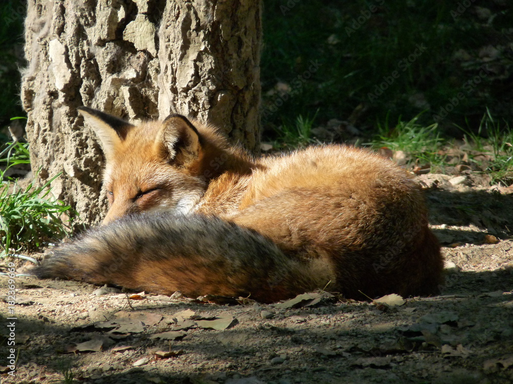 Fototapeta premium Renard lové