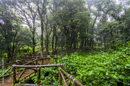 Beautiful rain forest at Angka nature trail in Doi Inthanon national park  Thailand