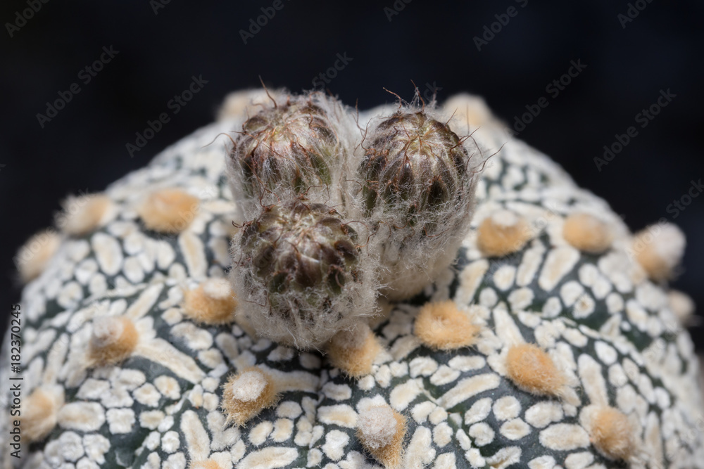 Cactus species 