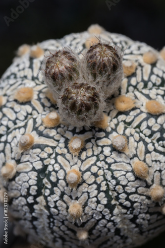Cactus species "Astrophytum", with beautiful flowers.