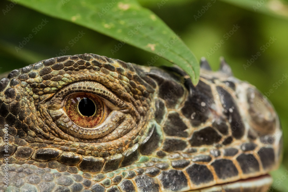 Iguana_2