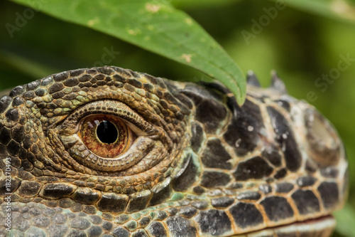 Obraz na płótnie Iguana_2 w salonie