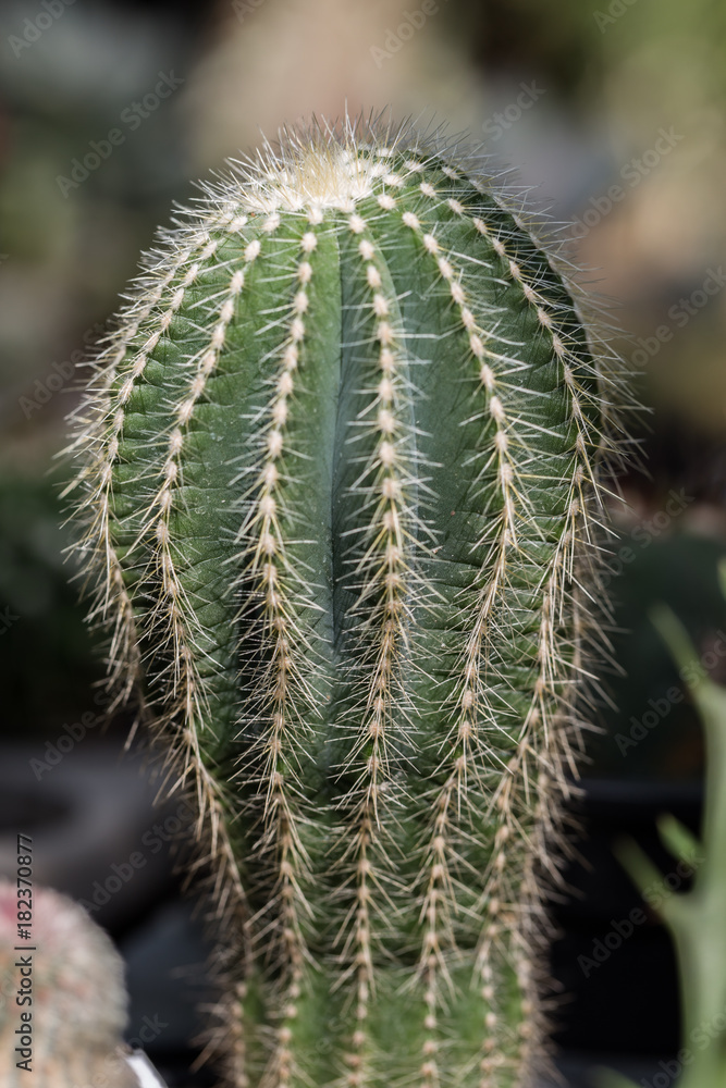 Cactus. Clouse up. Cactus. Clouse up.