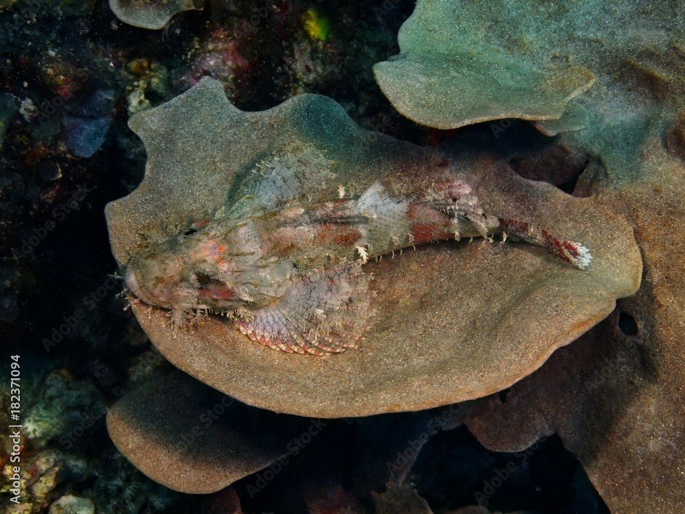 Scorpionfish Scorpionfish