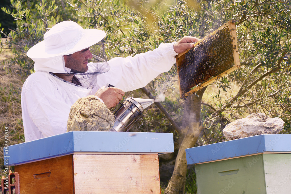 Beekeeper working holding frame with honey and bees Beekeeper working holding frame with honey and bees