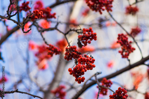 Branches of rowan tree with red ripe berries. Selective focus. Shallow depth of field.