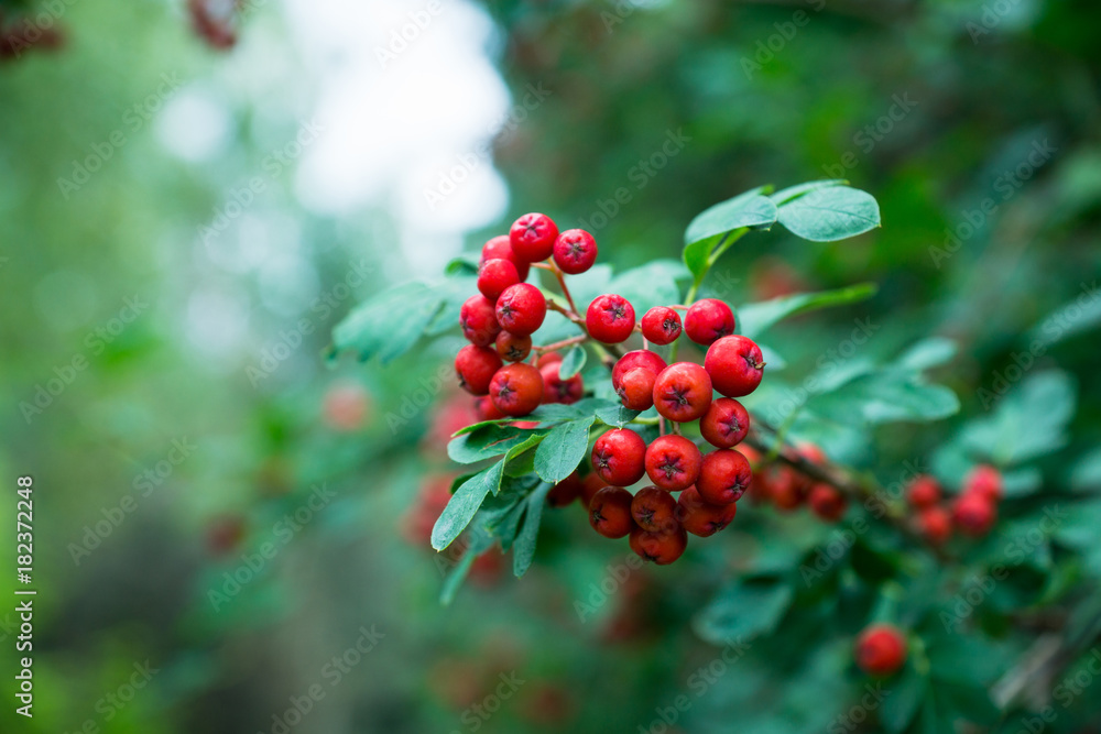 Branches of rowan tree with red ripe berries. Selective focus. Shallow depth of field. Branches of rowan tree with red ripe berries. Selective focus. Shallow depth of field.