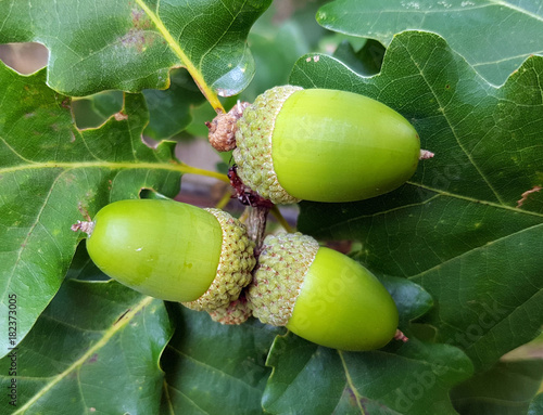Traubeneiche, Quercus, petraea