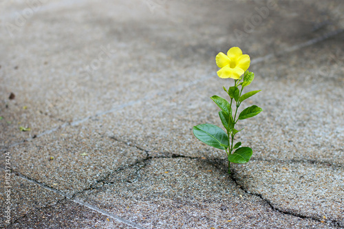 Billede på lærred Yellow flower growing on crack street, hope concept