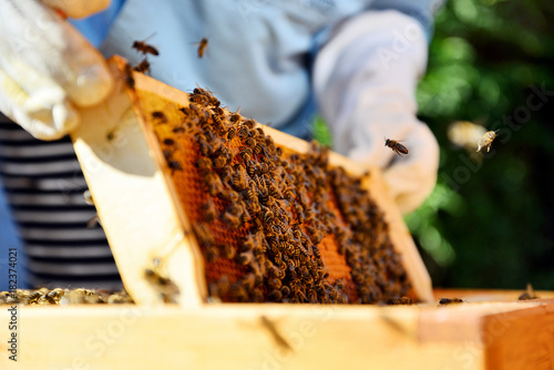 Beekeeper holds a honey cells with bees in his hands.