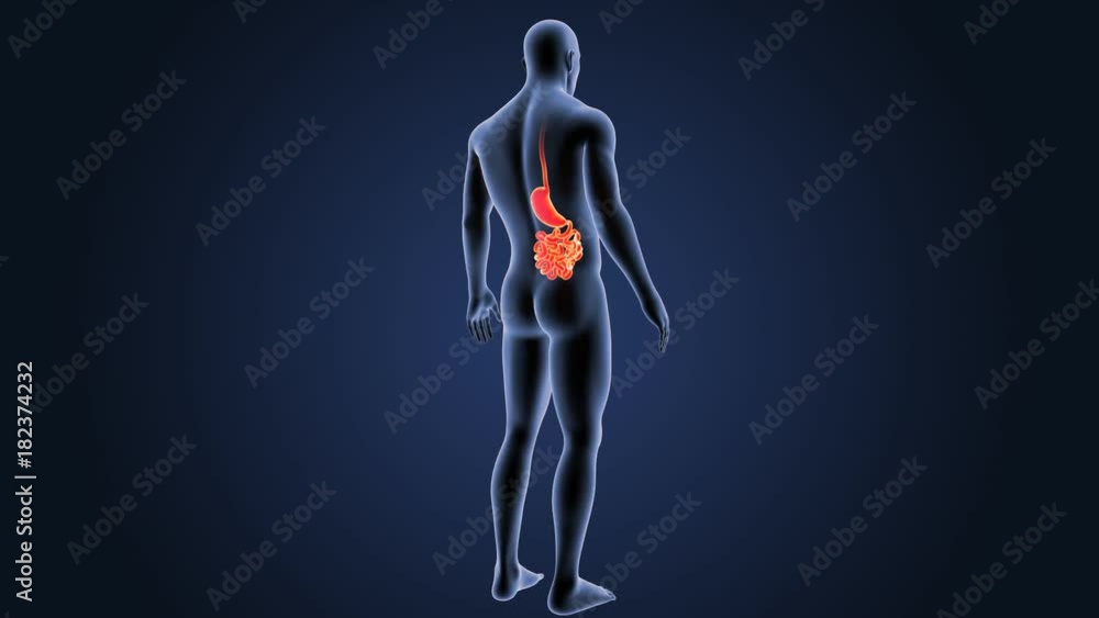Stomach and Small Intestine with Body Stomach and Small Intestine with Body