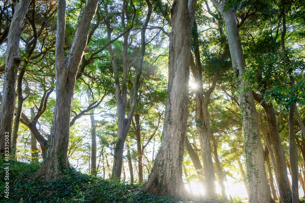 Fototapeta premium 深い森の中