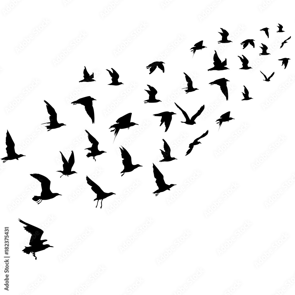Silhouettes of flying birds Silhouettes of flying birds