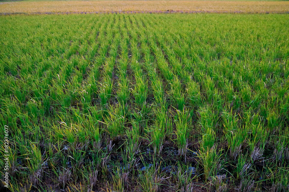 Rice fields waiting to be cultivated Rice fields waiting to be cultivated